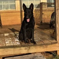 Zephyr, a female German Shepherd Dog for sale in Rush Springs, OK – Photo 7 of 9