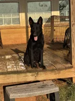 Zephyr, a female German Shepherd Dog for sale in Rush Springs, OK – Photo 7 of 9