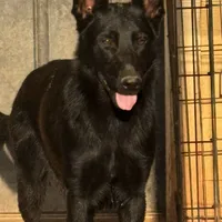 Zephyr, a female German Shepherd Dog for sale in Rush Springs, OK – Photo 1 of 9