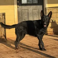 Zephyr, a female German Shepherd Dog for sale in Rush Springs, OK – Photo 8 of 9