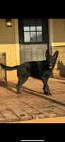 Zephyr, a female German Shepherd Dog for sale in Rush Springs, OK – Photo 8 of 9