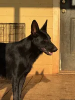 Zephyr, a female German Shepherd Dog for sale in Rush Springs, OK – Photo 4 of 9
