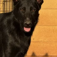 Zephyr, a female German Shepherd Dog for sale in Rush Springs, OK – Photo 3 of 9