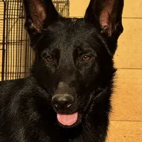 Zephyr, a female German Shepherd Dog for sale in Rush Springs, OK – Photo 6 of 9