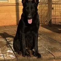 Zephyr, a female German Shepherd Dog for sale in Rush Springs, OK – Photo 2 of 9