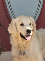 Orange female -Lindy , a female English Cream Golden Retriever for sale in Rush Springs, OK – 7 of 7