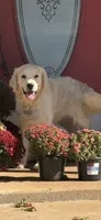 Red female- Lindy , a female English Cream Golden Retriever for sale in Rush Springs, OK – 4 of 9