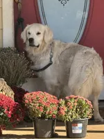 Black male - Lindy , a male English Cream Golden Retriever for sale in Rush Springs, OK – 9 of 9