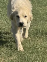 Purple Male- Lindy , a female English Cream Golden Retriever for sale in Rush Springs, OK – 8 of 8