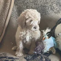 F1b Med male doodle, a male Goldendoodle for sale in Rush Springs, OK – Photo 6 of 10
