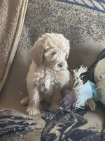 F1b Med male doodle, a male Goldendoodle for sale in Rush Springs, OK – Photo 6 of 10