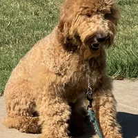 F1b Med male doodle, a male Goldendoodle for sale in Rush Springs, OK – Photo 2 of 10