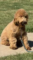 F1b Med male doodle, a male Goldendoodle for sale in Rush Springs, OK – Photo 2 of 10
