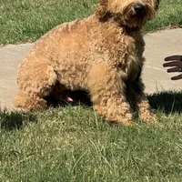 F1b Med male doodle, a male Goldendoodle for sale in Rush Springs, OK – Photo 1 of 10