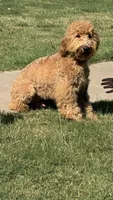 F1b Med male doodle, a male Goldendoodle for sale in Rush Springs, OK – Photo 1 of 10