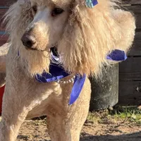 F1b Med male doodle, a male Goldendoodle for sale in Rush Springs, OK – Photo 10 of 10