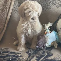 F1b Med male doodle, a male Goldendoodle for sale in Rush Springs, OK – Photo 7 of 10
