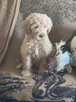 F1b Med male doodle, a male Goldendoodle for sale in Rush Springs, OK – Photo 7 of 10