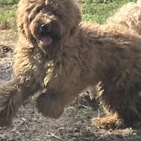 F1b Med male doodle, a male Goldendoodle for sale in Rush Springs, OK – Photo 9 of 10