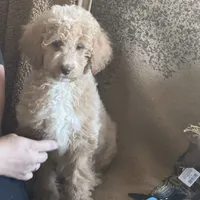 F1b Med male doodle, a male Goldendoodle for sale in Rush Springs, OK – Photo 4 of 10