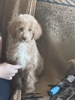 F1b Med male doodle, a male Goldendoodle for sale in Rush Springs, OK – Photo 4 of 10