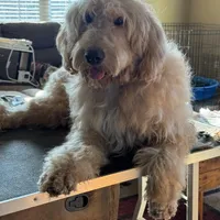 F1b Med male doodle, a male Goldendoodle for sale in Rush Springs, OK – Photo 8 of 10
