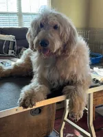 F1b Med male doodle, a male Goldendoodle for sale in Rush Springs, OK – Photo 8 of 10