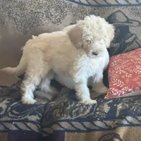 F1b Med male doodle, a male Goldendoodle for sale in Rush Springs, OK – Photo 5 of 10