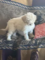 F1b Med male doodle, a male Goldendoodle for sale in Rush Springs, OK – Photo 5 of 10