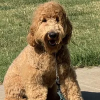 F1b Med male doodle, a male Goldendoodle for sale in Rush Springs, OK – Photo 3 of 10