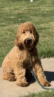 F1b Med male doodle, a male Goldendoodle for sale in Rush Springs, OK – Photo 3 of 10