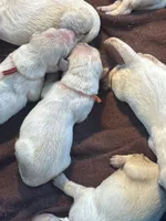 Orange female -Lindy , a female English Cream Golden Retriever for sale in Rush Springs, OK – 1 of 7