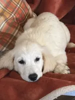 Black male - Lindy , a male English Cream Golden Retriever for sale in Rush Springs, OK – 2 of 10