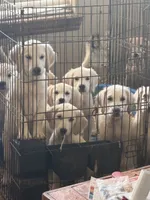 Black male - Lindy , a male English Cream Golden Retriever for sale in Rush Springs, OK – 3 of 10