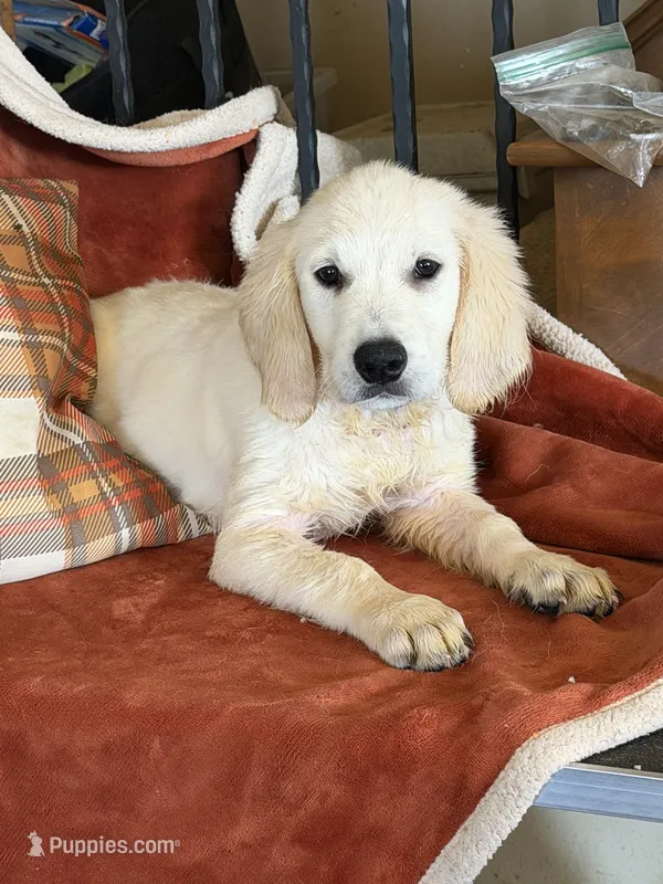 Orange female -Lindy  – English Cream Golden Retriever puppy for sale in Rush Springs, OK