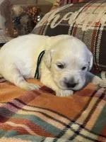 Green Male - Lindy, a male English Cream Golden Retriever for sale in Rush Springs, OK – Photo 7 of 8