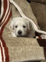 Green Male - Lindy, a male English Cream Golden Retriever for sale in Rush Springs, OK – Photo 5 of 8