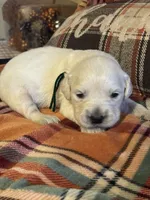 Green Male - Lindy, a male English Cream Golden Retriever for sale in Rush Springs, OK – Photo 3 of 8
