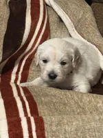 Green Male - Lindy, a male English Cream Golden Retriever for sale in Rush Springs, OK – Photo 4 of 8