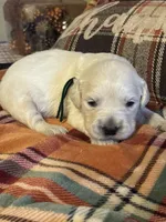 Green Male - Lindy, a male English Cream Golden Retriever for sale in Rush Springs, OK – Photo 6 of 8