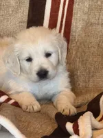 Green Male - Lindy, a male English Cream Golden Retriever for sale in Rush Springs, OK – Photo 1 of 8