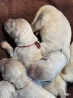 Red female- Lindy , a female English Cream Golden Retriever for sale in Rush Springs, OK – 2 of 9