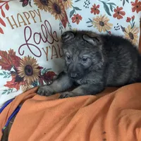 Red female - Jasmine, a female German Shepherd Dog for sale in Rush Springs, OK – Photo 10 of 10