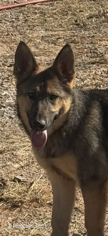 Red female - Jasmine