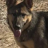 Red female - Jasmine, a female German Shepherd Dog for sale in Rush Springs, OK – Photo 1 of 10