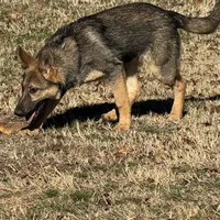 Red female - Jasmine, a female German Shepherd Dog for sale in Rush Springs, OK – Photo 4 of 10