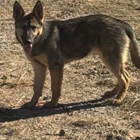 Red female - Jasmine, a female German Shepherd Dog for sale in Rush Springs, OK – Photo 2 of 10