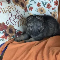 Red female - Jasmine, a female German Shepherd Dog for sale in Rush Springs, OK – Photo 8 of 10