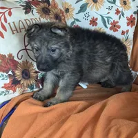 Red female - Jasmine, a female German Shepherd Dog for sale in Rush Springs, OK – Photo 9 of 10