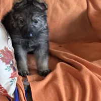 Red female - Jasmine, a female German Shepherd Dog for sale in Rush Springs, OK – Photo 7 of 10